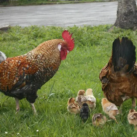 בית נופש Umundumhuette Katsch an der Mur